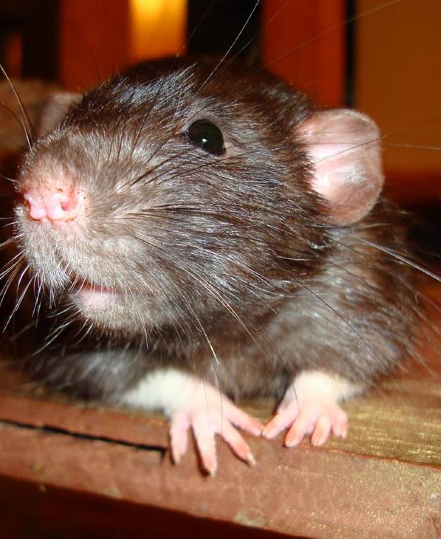 een rat