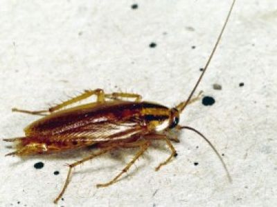 kakkerlak