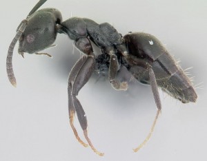 witvoet mier (onder microscoop)